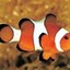 Clownfish for Skype icon